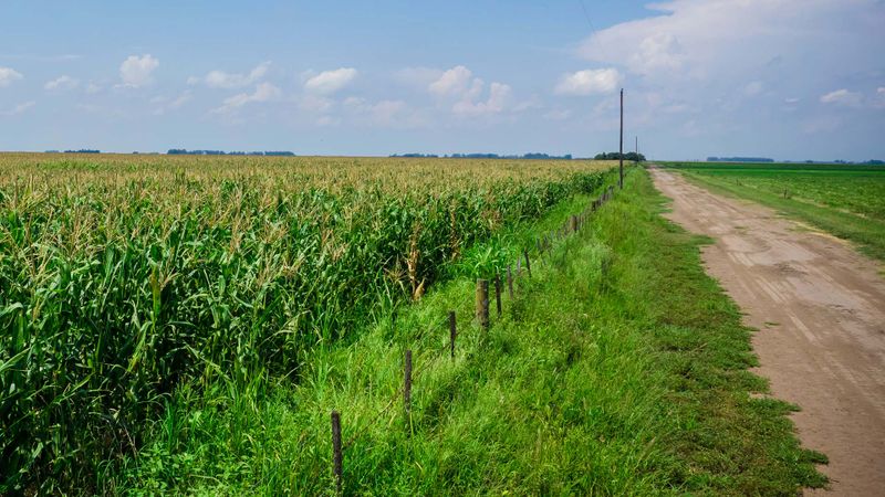 corn fields